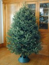 Giant Tree