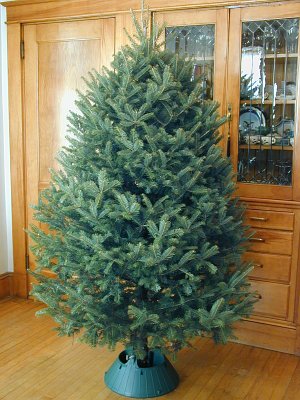 Giant Tree